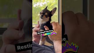 Planet Puppy featuring • mirabelle.the.naples.chihuahua   #puppy #puppies #shorts