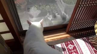 ご近所猫に挨拶するライチ＊When two cats met