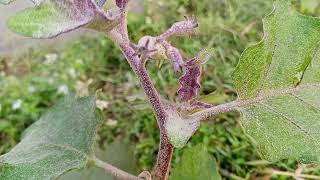 การตอนมะละกอ โดยไม่ใช้ดิน ไม่ใช้แกลบ ไม่ใช้ขุยมะพร้าว ใช้แค่น้ำเปล่า Crop cultivation method 18