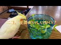 セキセイインコとオカメインコの豆苗風呂を楽しむ様子。1人の夜も君達が居るから寂しくない。