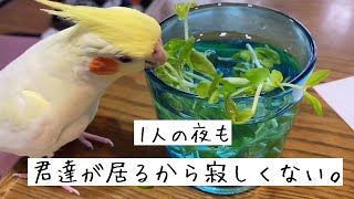 セキセイインコとオカメインコの豆苗風呂を楽しむ様子。1人の夜も君達が居るから寂しくない。