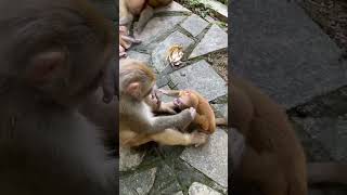 This is the slap monkey