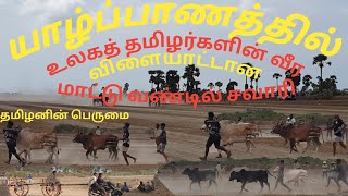 யாழ்ப்பாணத்தில் உலகத் தமிழர்களின் வீர விளையாட்டான மாட்டு வண்டில் சவாரி mc Jaffna view