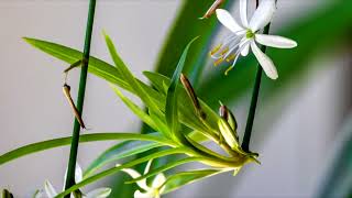 BENEFITS OF CHLOROPHYTUM/SPECIES OF CHLOROPHYTUM AND HOW TO CARE FOR THEM #ukrainian #subtitles