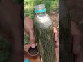 MEMBUAT MINUMAN SODA DARI DAUN PINUS