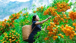 WOMAN Harvesting Kumquat \u0026 Go to Market Sell | 120 Day Survival Alone In The Forest