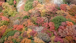 【紅葉】小豆島2018.11【4K】 Shodoshima Island