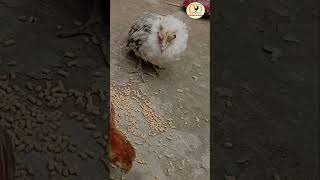 মুরগির করাইজা রোগের ঔষধ #poultryfarm #chicken #murgi #dasimurgi #farming #poultry