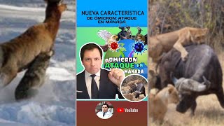 ALERTA  ⚠️ EXPERTOS DESCRIBEN NUEVO POSIBLE COMPORTAMIENTO DE ÓMICRON: " CAZA EN MANADA" 😱😱