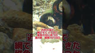 稚魚何に育つか成長記録 第9弾　101日目