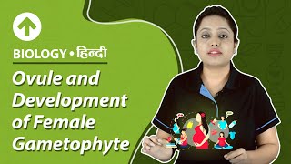 Ovule \u0026 Development of Female Gametophyte | Hindi | Biology