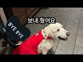 미국일상 엠마 한테 스타벅스 앞치마 입혀 놨네요 ㅋㅋㅋ