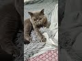 cat я люблю покушать 👍🫶😸 подпишись спасибо