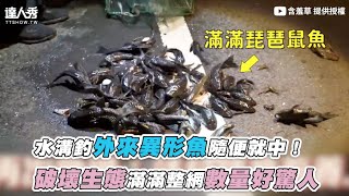 【水溝釣外來異形魚隨便就中！ 破壞生態滿滿整網數量好驚人】｜@MIMOSAGO