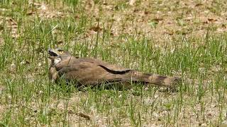 20210506 成功大學鳳頭蒼鷹 - 女叫獸落地趴 1