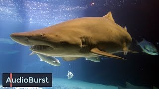 Swimming Towards Sharks Is Terrifying - But Not For Discovery Channel's Kimi Werner