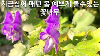 지금심어 매년 봄 에쁘게 볼수있는 꽃나무. (국화,공작아스타,구절초,왜성아나벨수국,왜성용담,투국꽃,천일홍,불로초,영산홍,진달래,토종만병초,미쓰김라일락,흰모란)