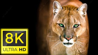 8K Animals - THE BEST ANIMALS 8K ULTRA HD / 60FPS HDR