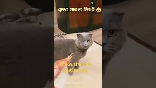 #ଶ୍ରାବଣ ମାସରେ ବିରାଡ଼ି ବୈଷ୍ଣବ 🤣🤣🤣#cat #funny#