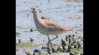 チュウシャクシギの鳴き声！！5月上旬の東京港野鳥公園で探鳥