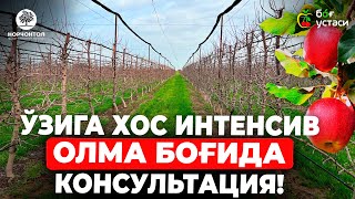 ЎЗИГА ХОС ИНТЕНСИВ ОЛМА БОҒИДА КОНСУЛЬТАЦИЯ! | ШУҲРАТ АБРОРОВ #shuhratabrorov #olma #олма