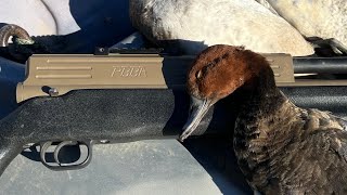 First redhead with the ol’ PBBA pro-20 air shotgun