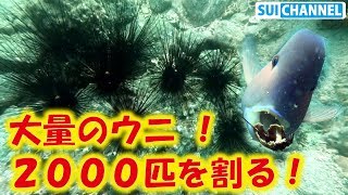 大量のウニをひたすら割る！！ガンガゼから海藻とサンゴの芽を守る！【磯焼け・海の環境問題】