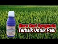 BARU dari Syngenta! Lindungi tanaman dari hama penggerek batang padi