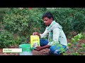 micro nutrients for plants janatha agro products