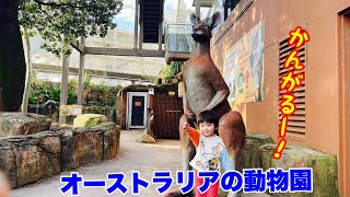 シドニーの動物園へ行ってきた！前編！[はるぴん旅ニュースPart116]