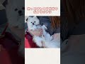 抱っこされてご機嫌なポメラニアン ポメラニアン 犬のいる暮らし かわいい犬 dog pomeranian cutedog