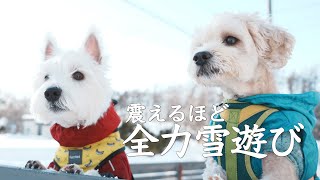 全力雪遊び。ウエスティが震えるまで遊びきった日。