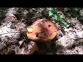 mushrooms picking shock paradise hits in the forests. boletus edulis in tones mushrooms 2023