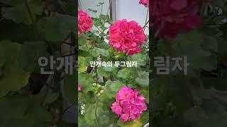 함중아 안개속두그림자#추워야해#겨울은꽁꽁#빨강꽃#향기드려요#제라륨