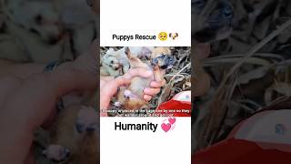 🥺💞Stray dog ​​and dog baby rescued🥰🐾 #shorts #dog #doglover #doglife #puppy #rescue #emotional #sad