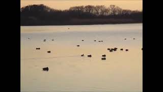 多々良沼公園◆夕陽の小径◆餌に群がる白鳥や鴨と夕景◆その２