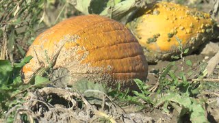 How Drought Conditions Affected Apple, Pumpkin Production