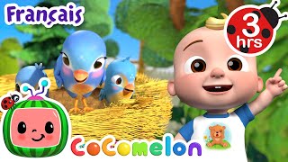 Petit Birdie | Chansons pour Bébés | CoComelon Le coin des Animaux de JJ - Comptines