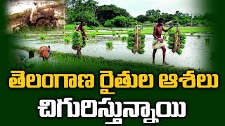 తెలంగాణ రైతుల ఆశలు చిగురిస్తున్నాయి | Telangana Farmers With Crops | hmtv Agri