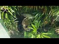 20181028 圓仔睡壕溝睡得好香甜 the giant panda yuan zai