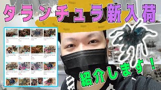 【12種】タランチュラ新入荷紹介！ | 奇蟲屋 榊