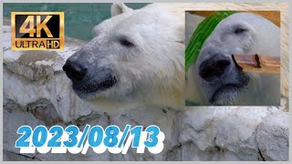 嬉しすぎてフブキが運動場とプールを駆け巡る！2023/08/13 日曜日【東山動物園】