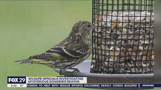 Mysterious songbird deaths under investigation in Pennsylvania