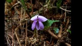 高尾山の春の花 2013