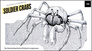 The Fascinating World of solider crabs #facts