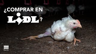 ¿Comprar en Lidl? El sufrimiento de los pollos de Lidl en Alemania