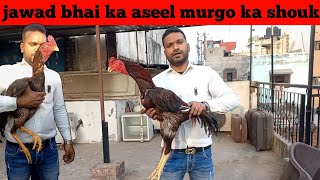 top quality Aseel | jawad bhai aur shoeb bhai ka aseel murgo ka shouk | @samisabripets