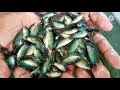 ভিয়েতনাম কৈ মাছ চেনার উপায় । vietnam koi fish farming in biofloc. @anyfishbd