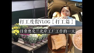 新西兰打工度假VLOG【打工篇】—树苗厂工作的一天和一些碎碎念