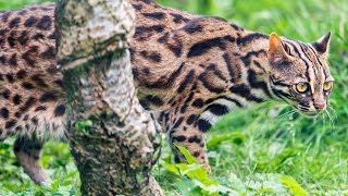 Asian Leopard Cat Growling - Chiang Mai